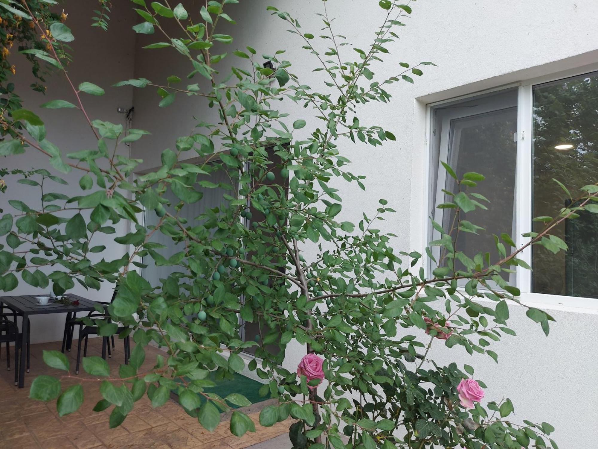 Villa Romelia - Select Apartments Vadu Exterior photo
